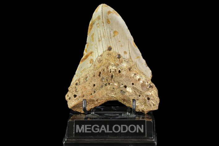 Fossil Megalodon Tooth - North Carolina #109722
